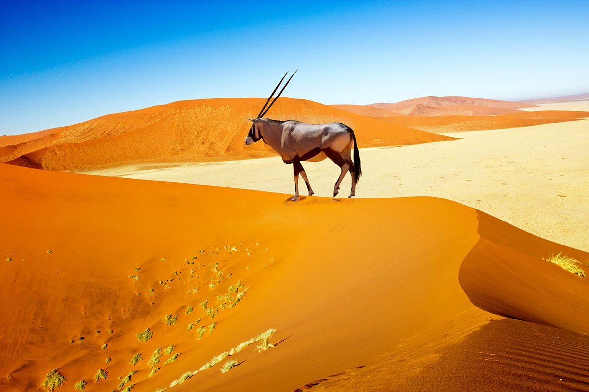 Namibia classic highlights route including Sossusvlei, Etosha and Damaraland